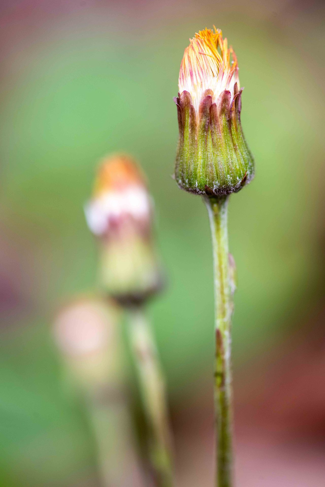 Macro photography, Close-up, Petal, Pedicel