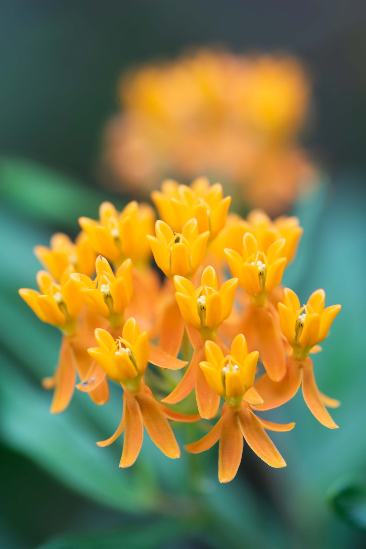 Flowering plant, Macro photography, Flower, Yellow, Petal, Orange, Close-up