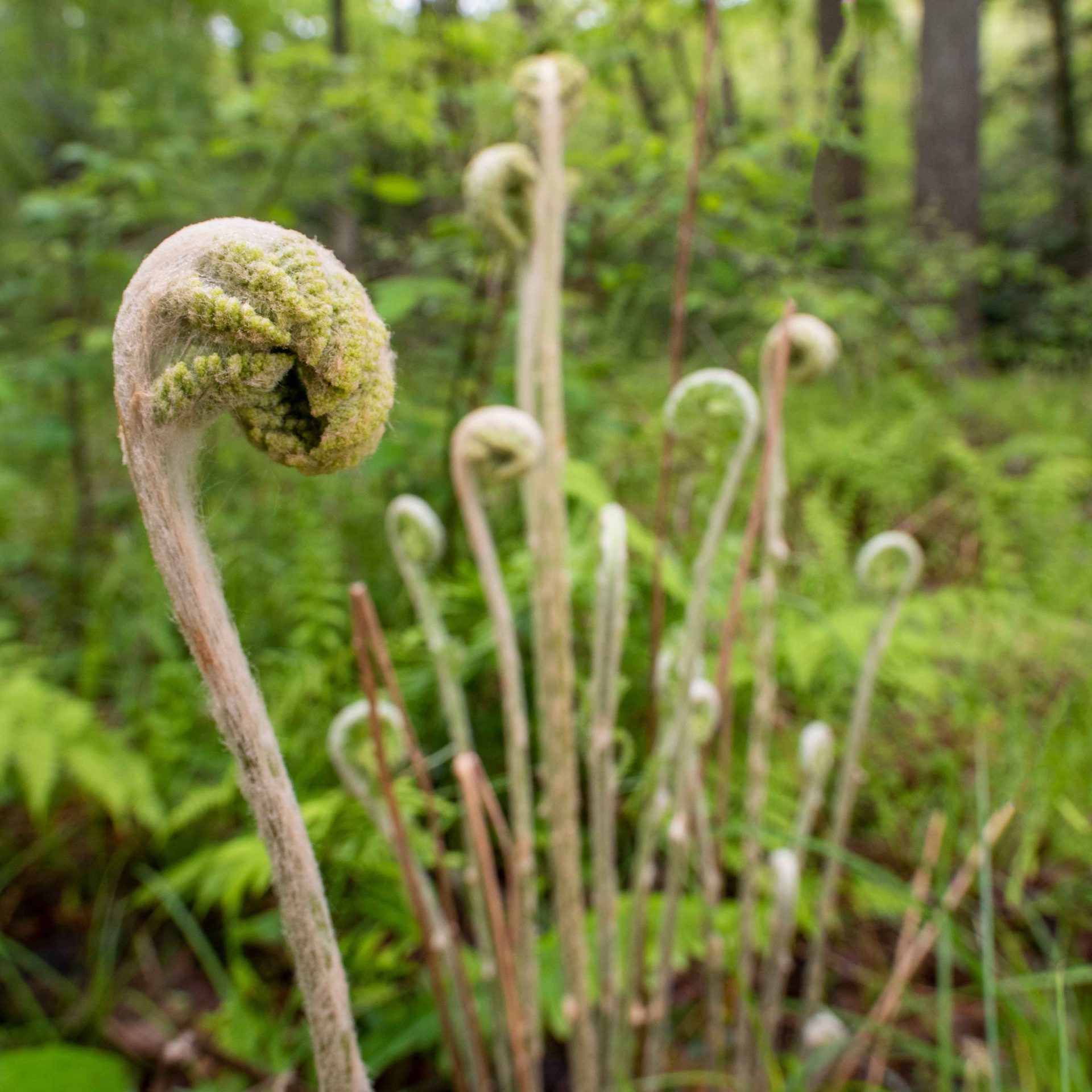 Fiddlehead fern