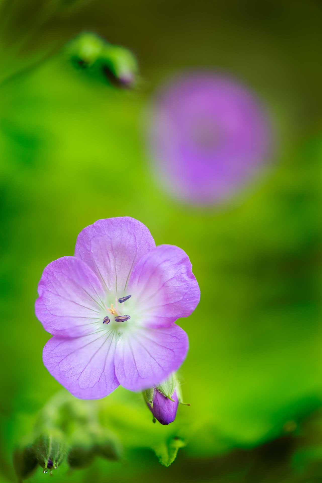 Flowering plant, Macro photography, Flower, Petal, Green, Pink, Close-up, Purple
