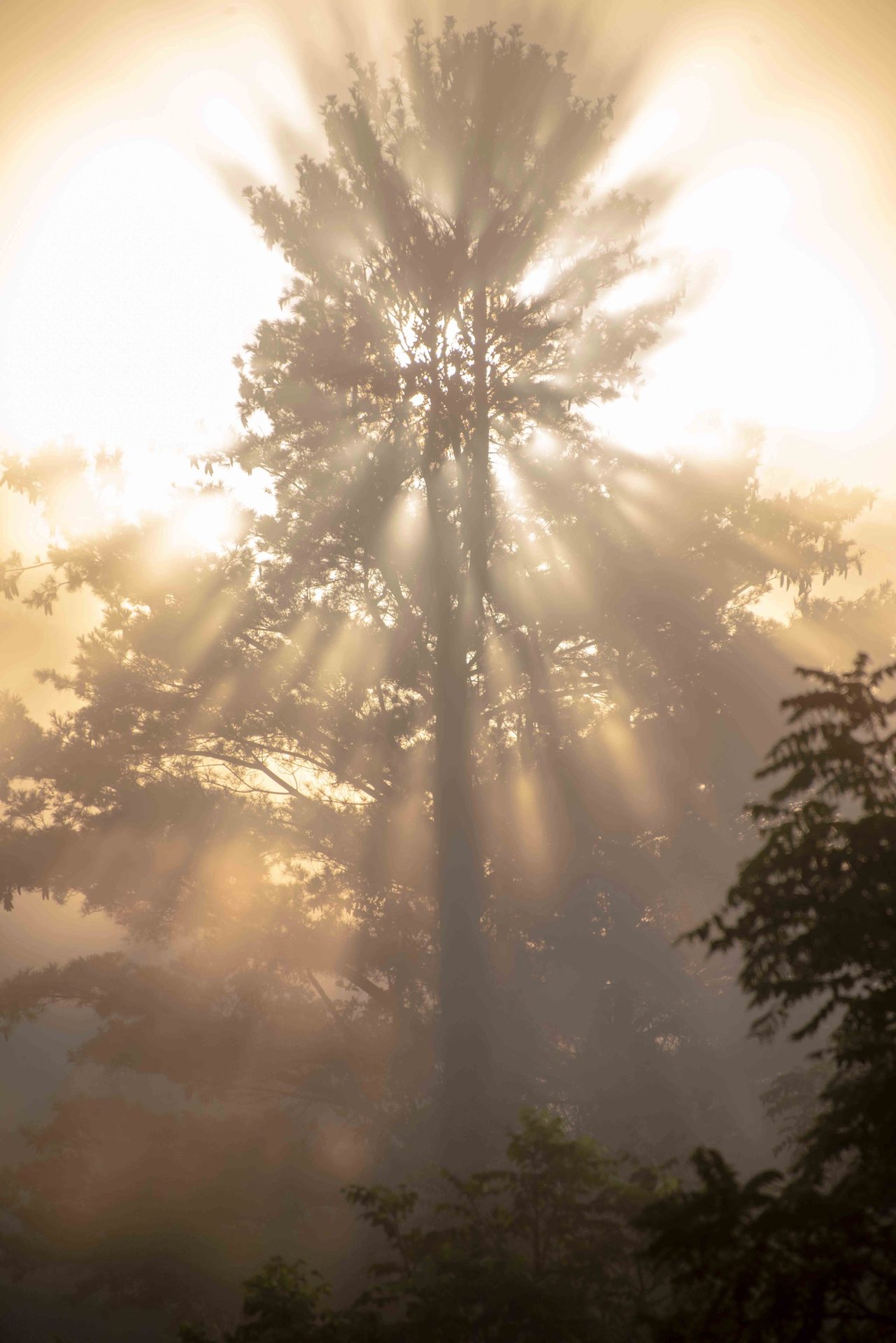 atmospheric phenomenon, Branch, Nature, Sun, Sunlight, Forest, Twig, Sunrise, Morning, Trunk