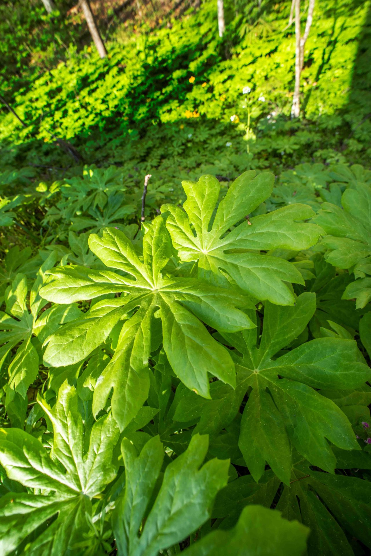 Green, Groundcover
