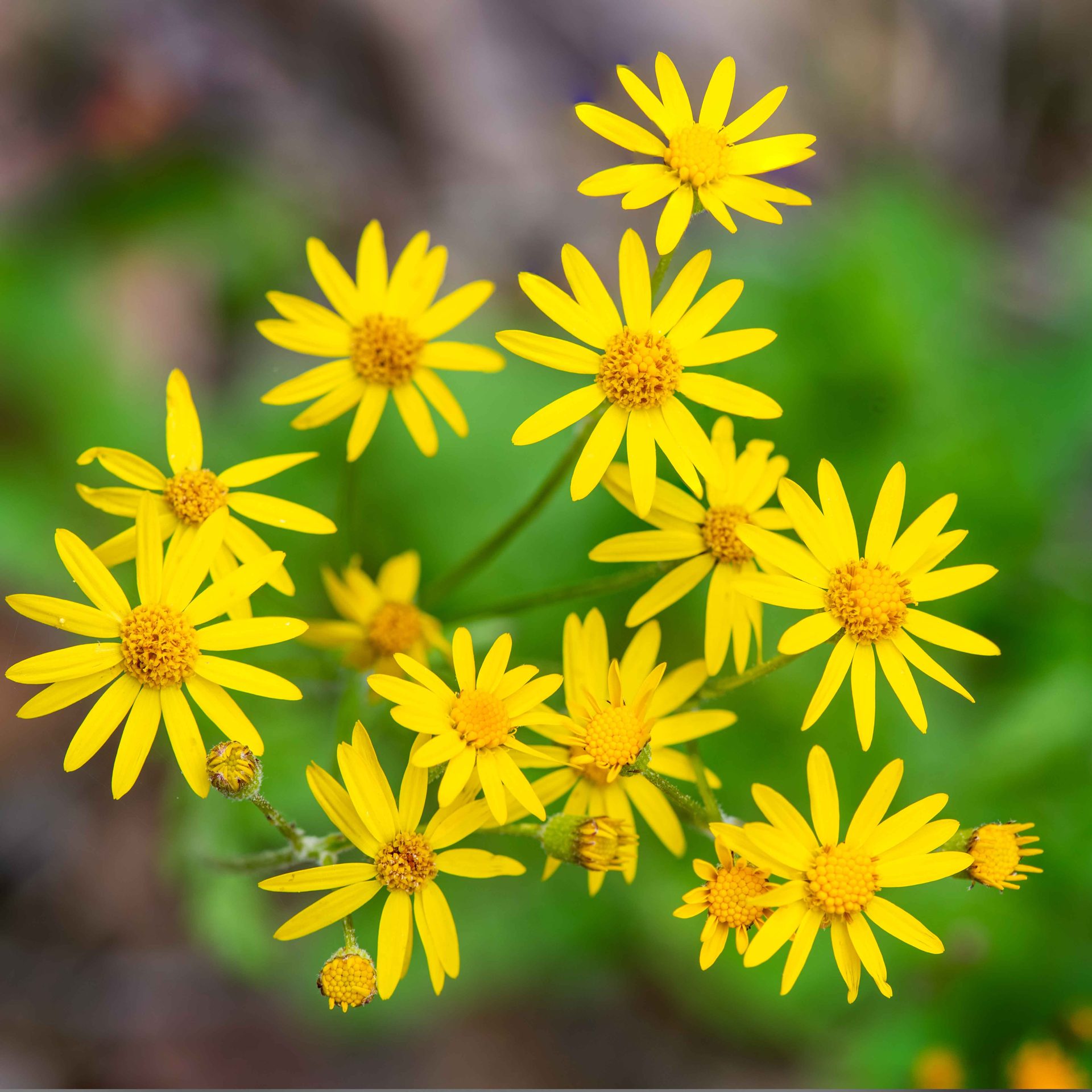Flowering plant, Flower, Yellow, Petal, Close-up, Pollen
