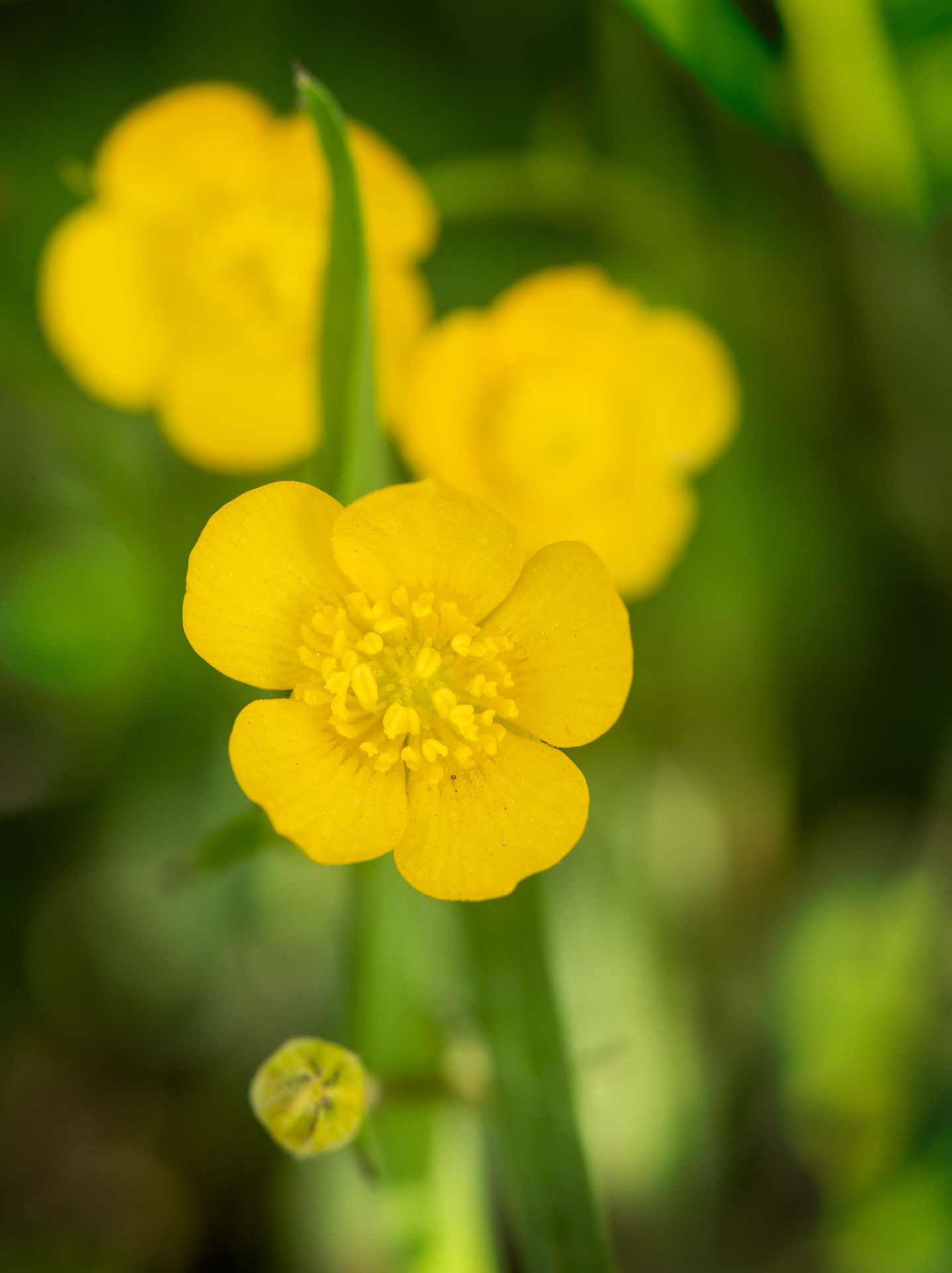 Flowering plant, Flower, Petal, Yellow, Green, Plants, Close-up