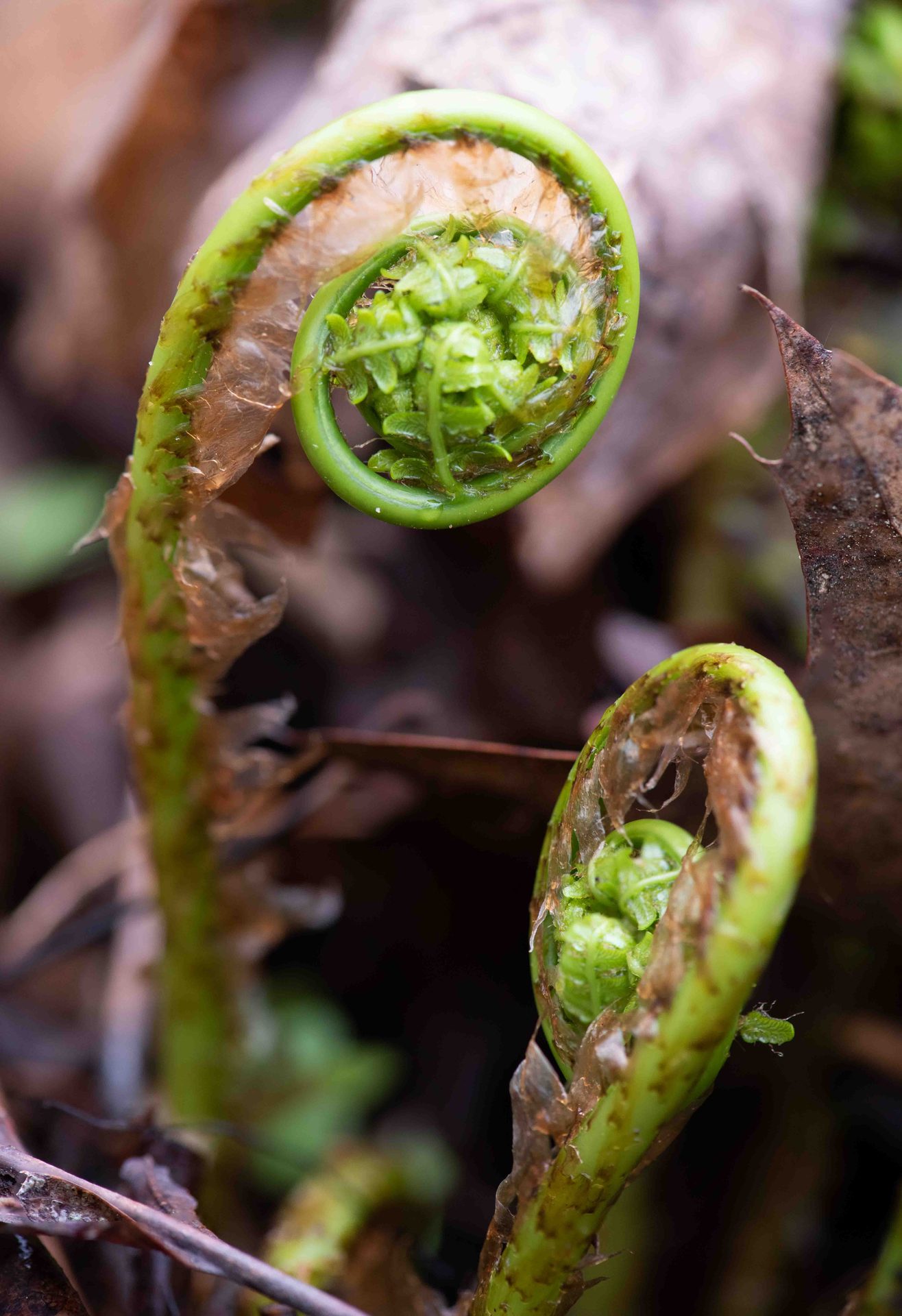 Fiddlehead fern, Pteridophytes