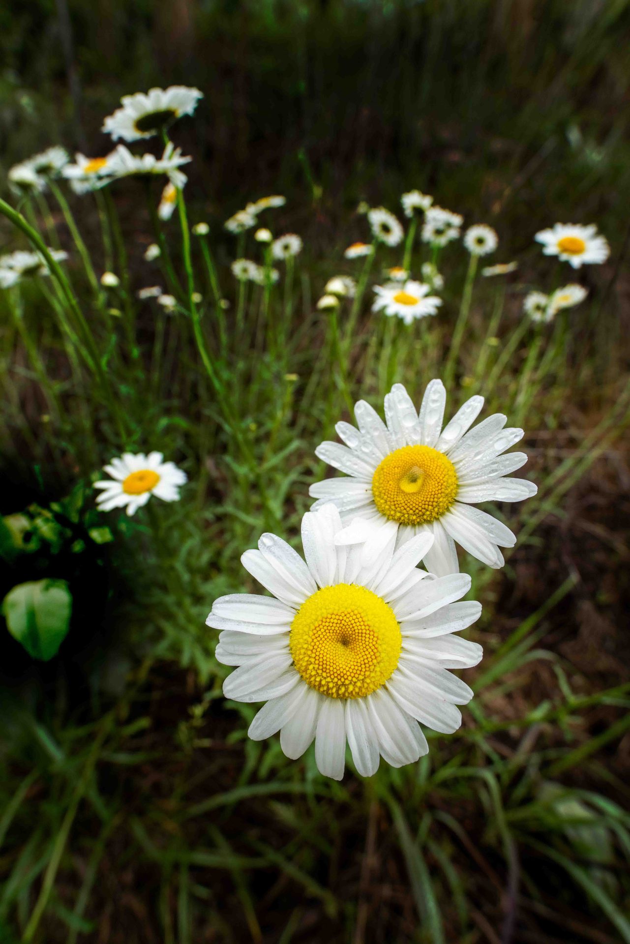 Roman chamomile, Flowering plant, Oxeye daisy, Flower, Petal, Green, Plants, Yellow, Close-up