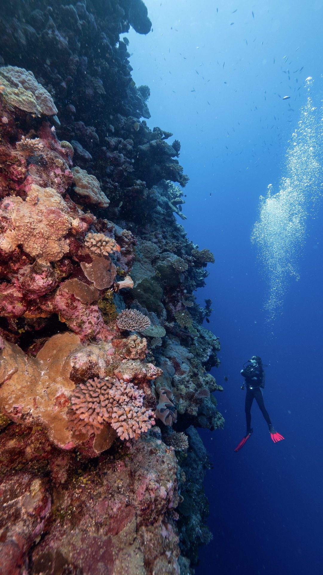 Underwater diving, Natural environment, Water, Fluid, Divemaster, Organism