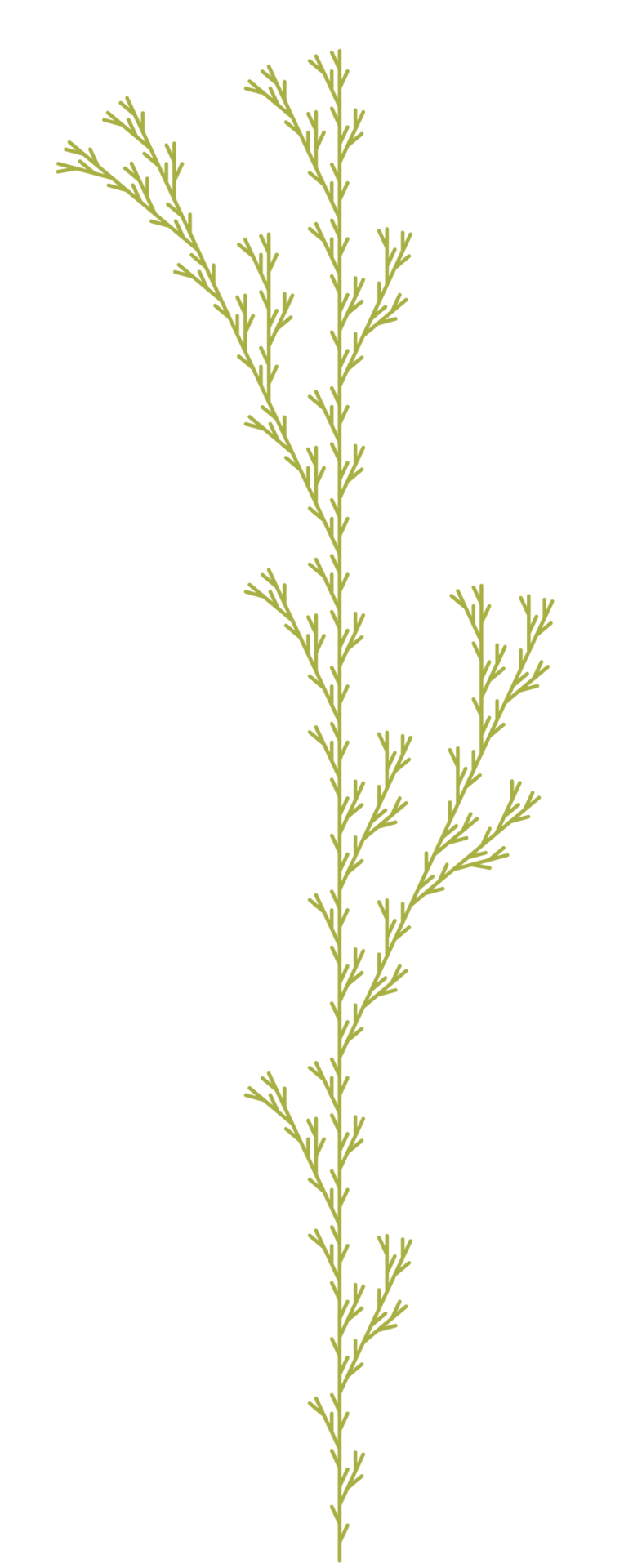 Terrestrial plant, Flower, Twig