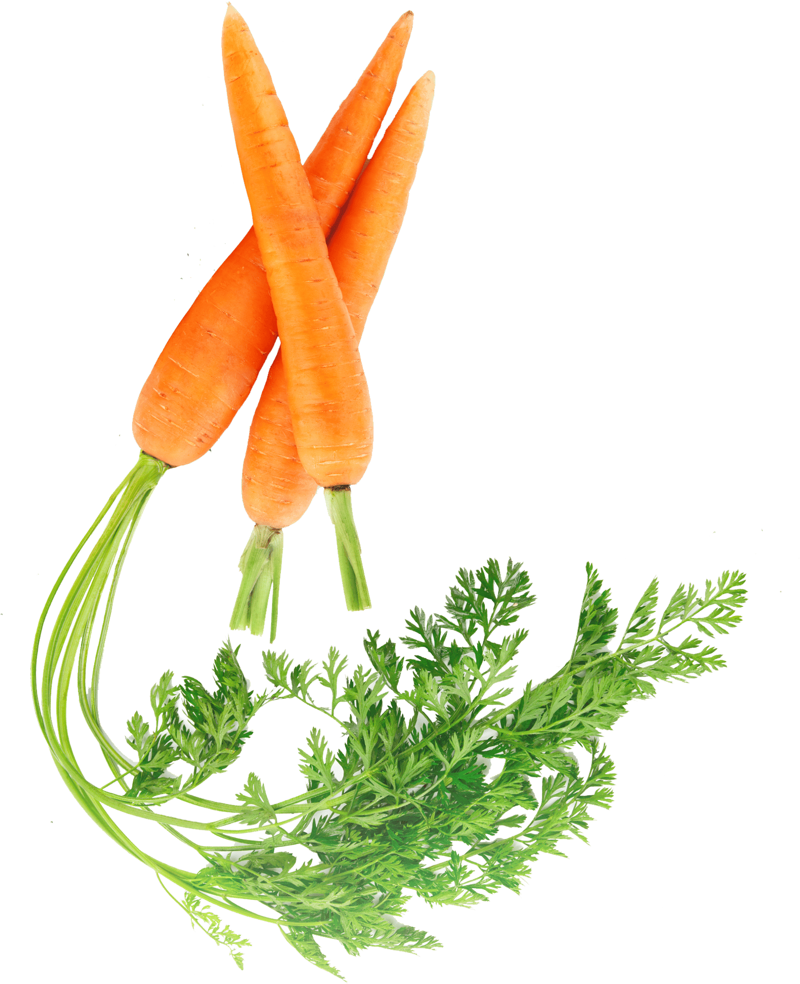 three fresh carrots with healthy full stems