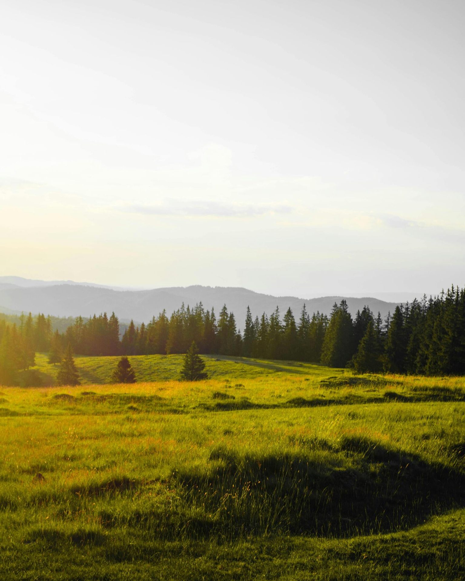 Golden-lit green meadow, evergreen trees, and hazy mountains under a bright sky.