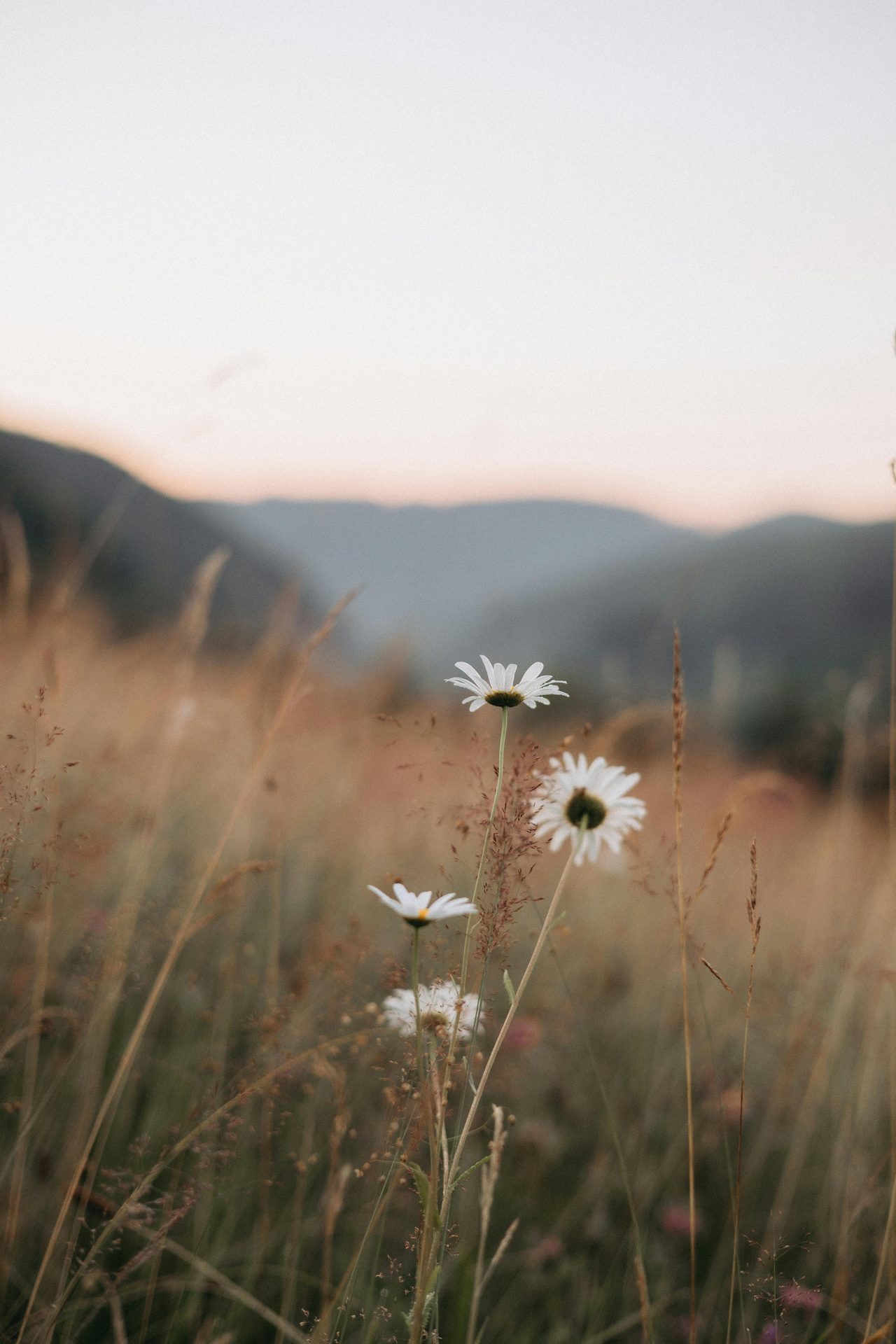 Three daisies in a field of tall golden grass with blurred mountains at sunset.