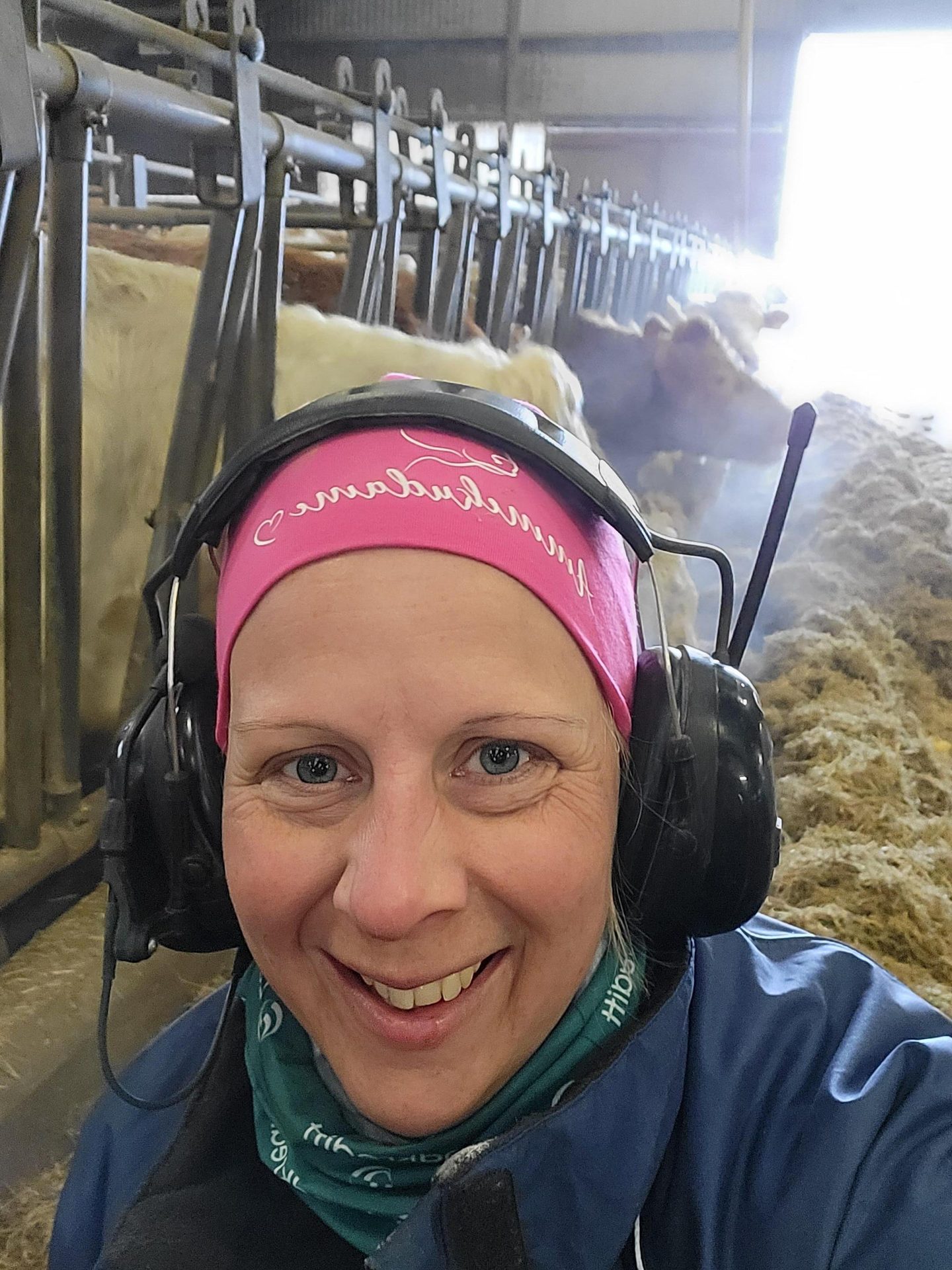 Smiling woman in earmuffs and pink headband, selfie in a barn with cows.
