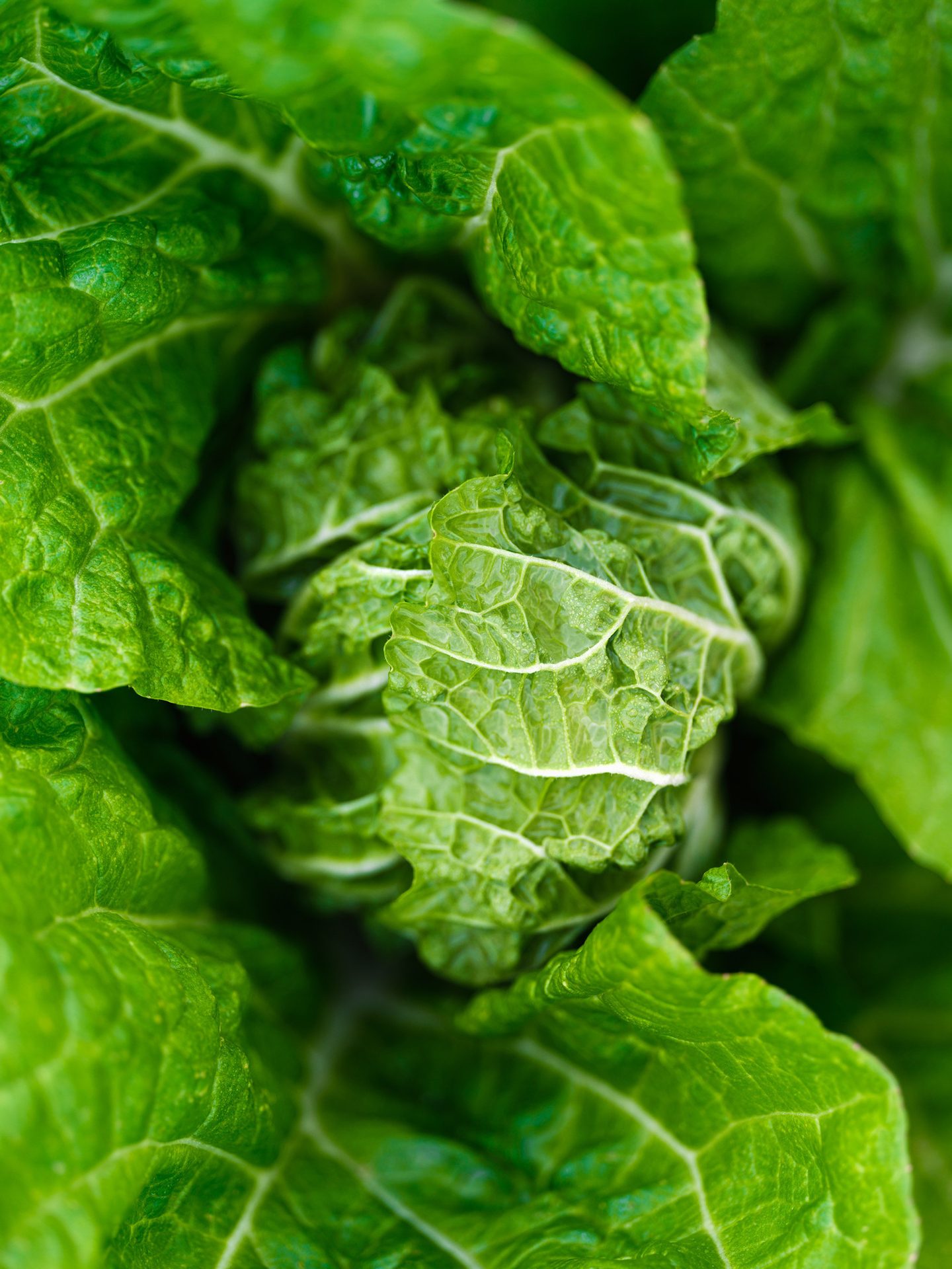 Terrestrial plant, Leaf vegetable, Flower, Water, Ingredient