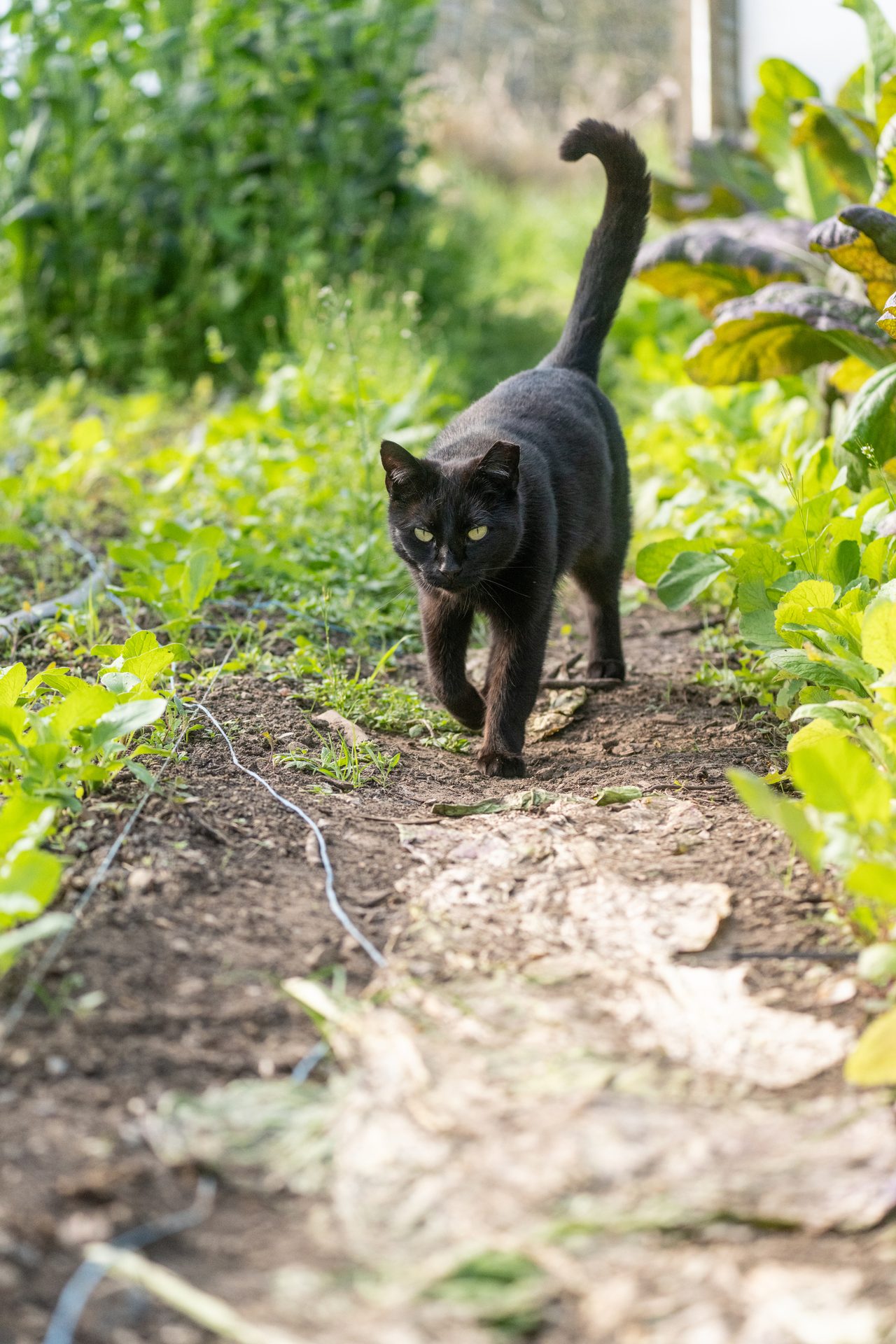 A black cat with green eyes walks forward on a dirt path in a lush green garden.
