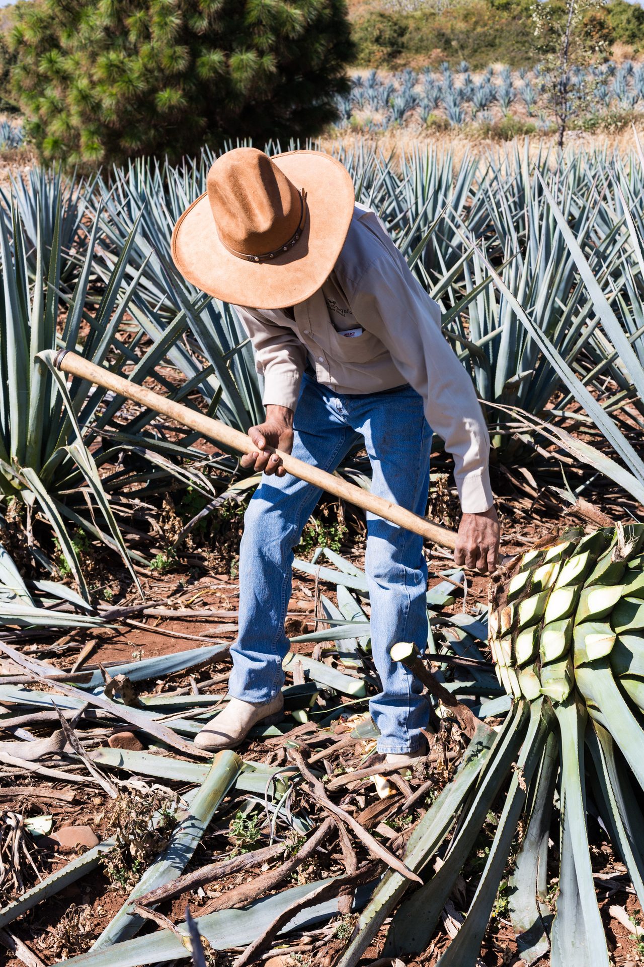 People in nature, Plant community, Jeans, Branch, Hat, Vegetation, Grass, Farmer
