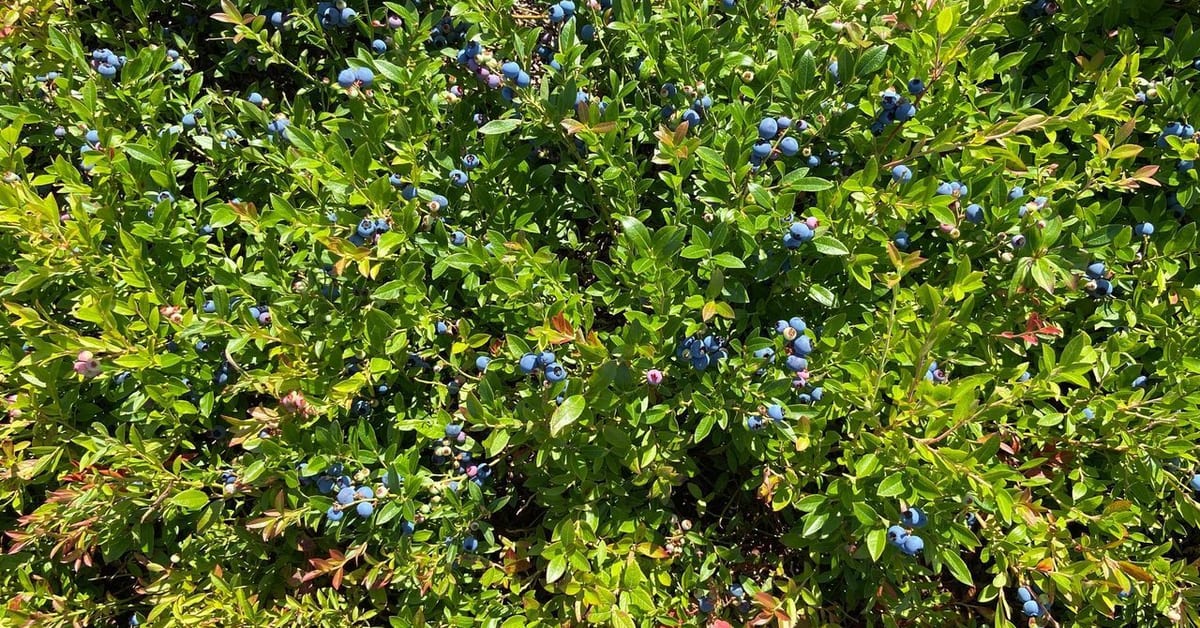 Lowbush blueberries | Syngenta Canada Horticulture Hub