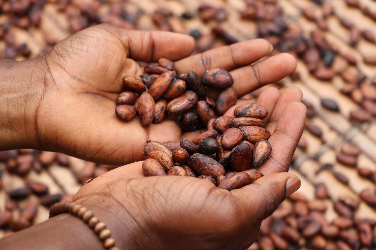 Single-origin coffee, Plant, Hand, Food, Gesture, Finger, Thumb