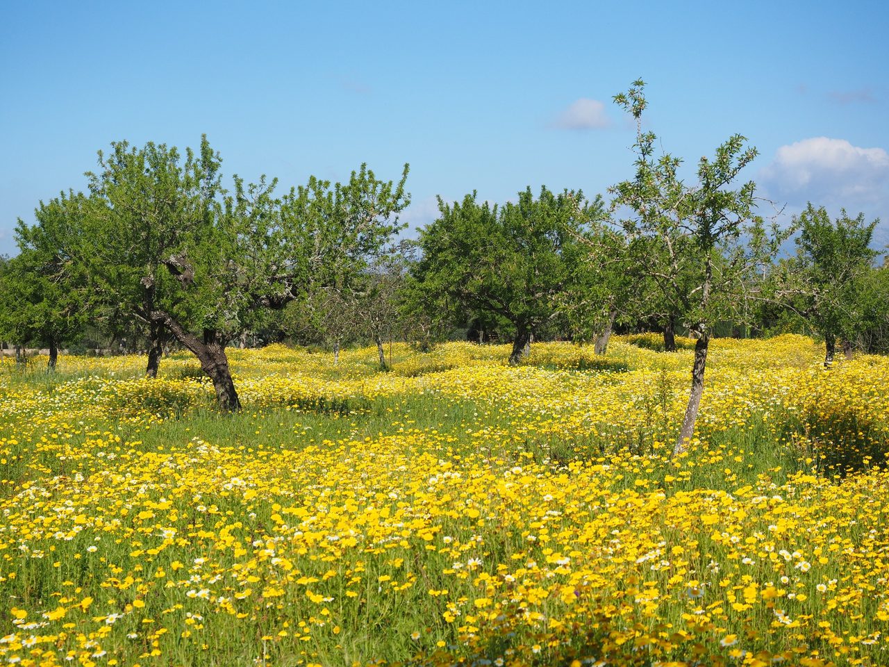 flower meadow, canopy flowers, glebionis coronarian