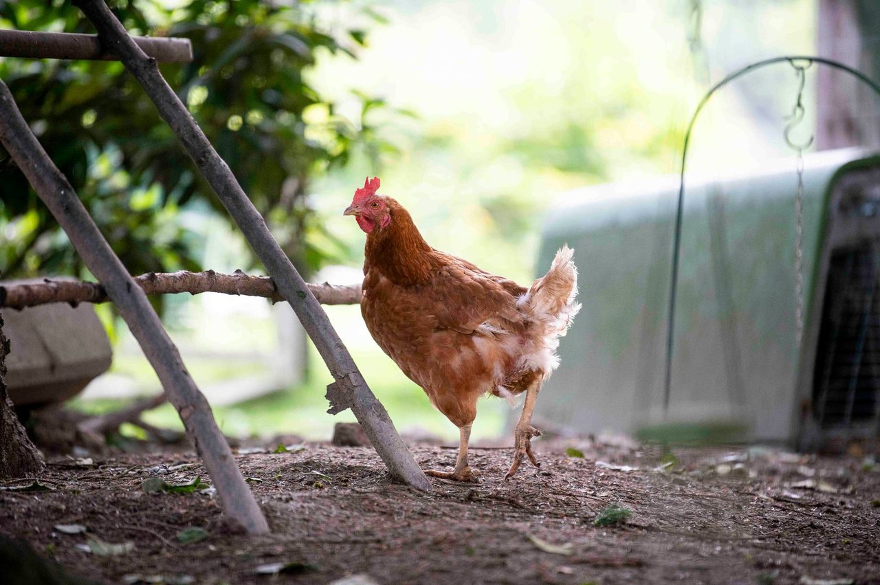 Brown chicken walking on dirt near branches and a coop.