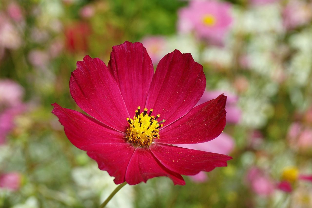 cosmos, flower, hd wallpaper