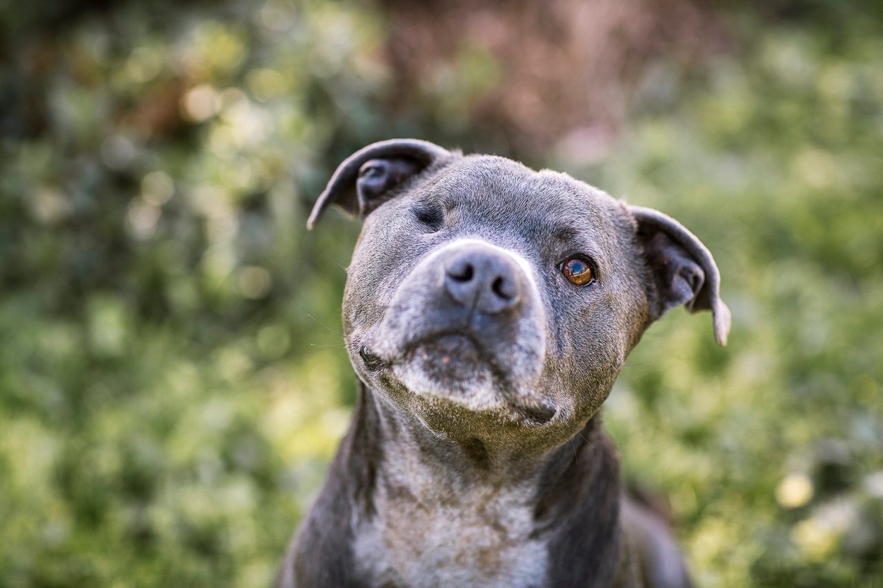 Dog breed, Plant, Carnivore, Fawn, Whiskers, Grass