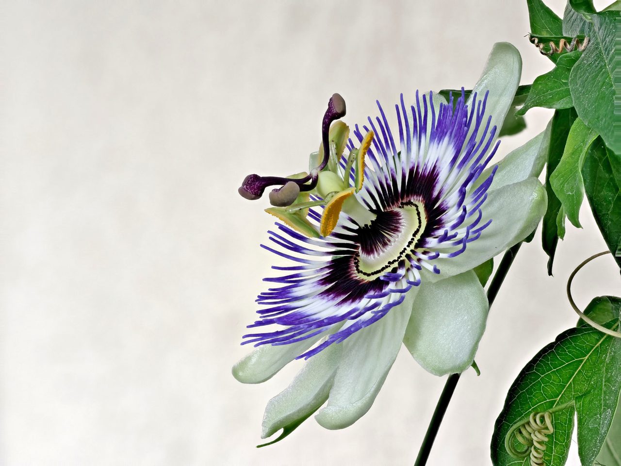 Purple passionflower, Giant granadilla, Terrestrial plant, Flower, Petal