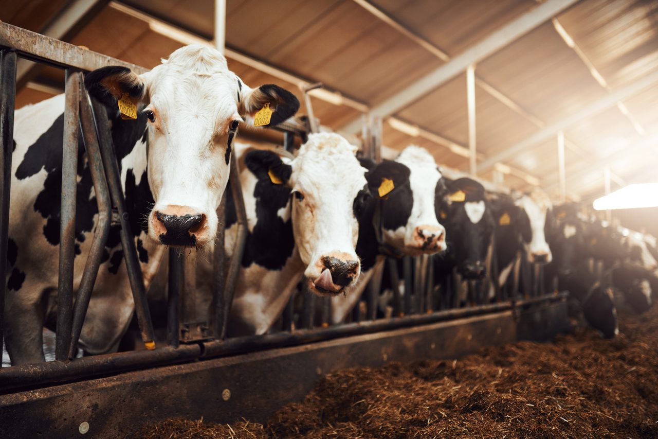Working animal, Dairy cow, Vertebrate, Mammal