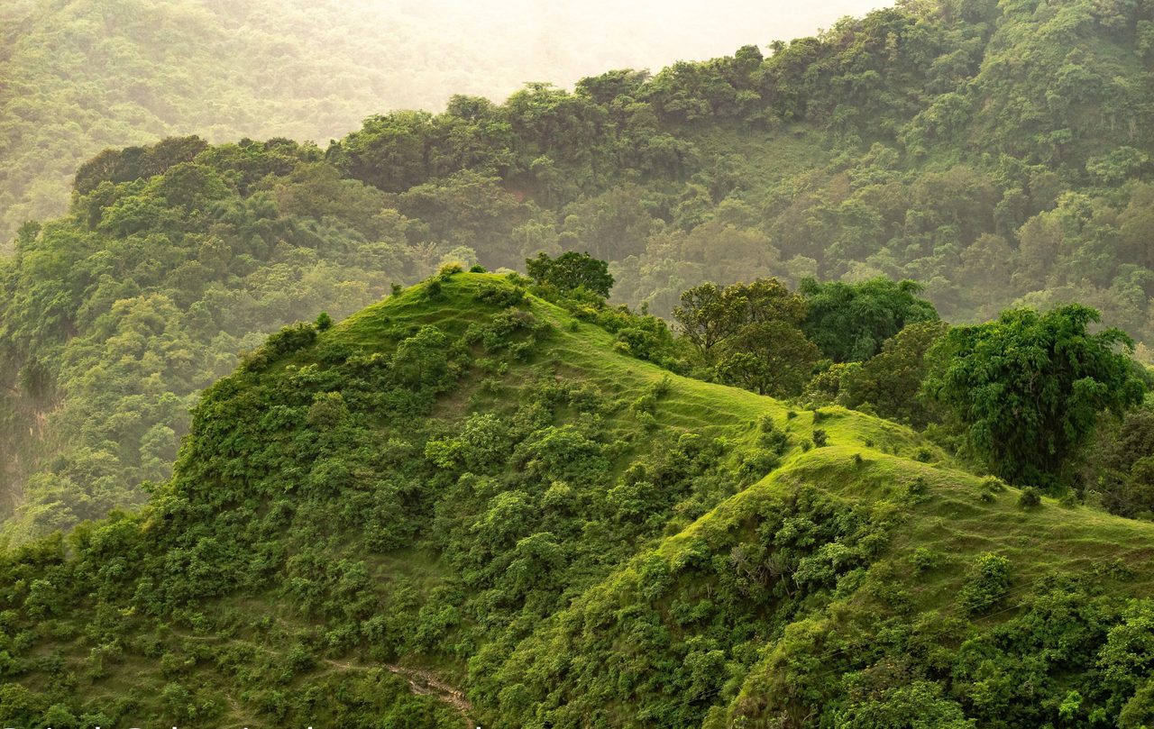 Plant community, Natural landscape, Mountain, Sky, Highland, Tree, Slope, Terrain