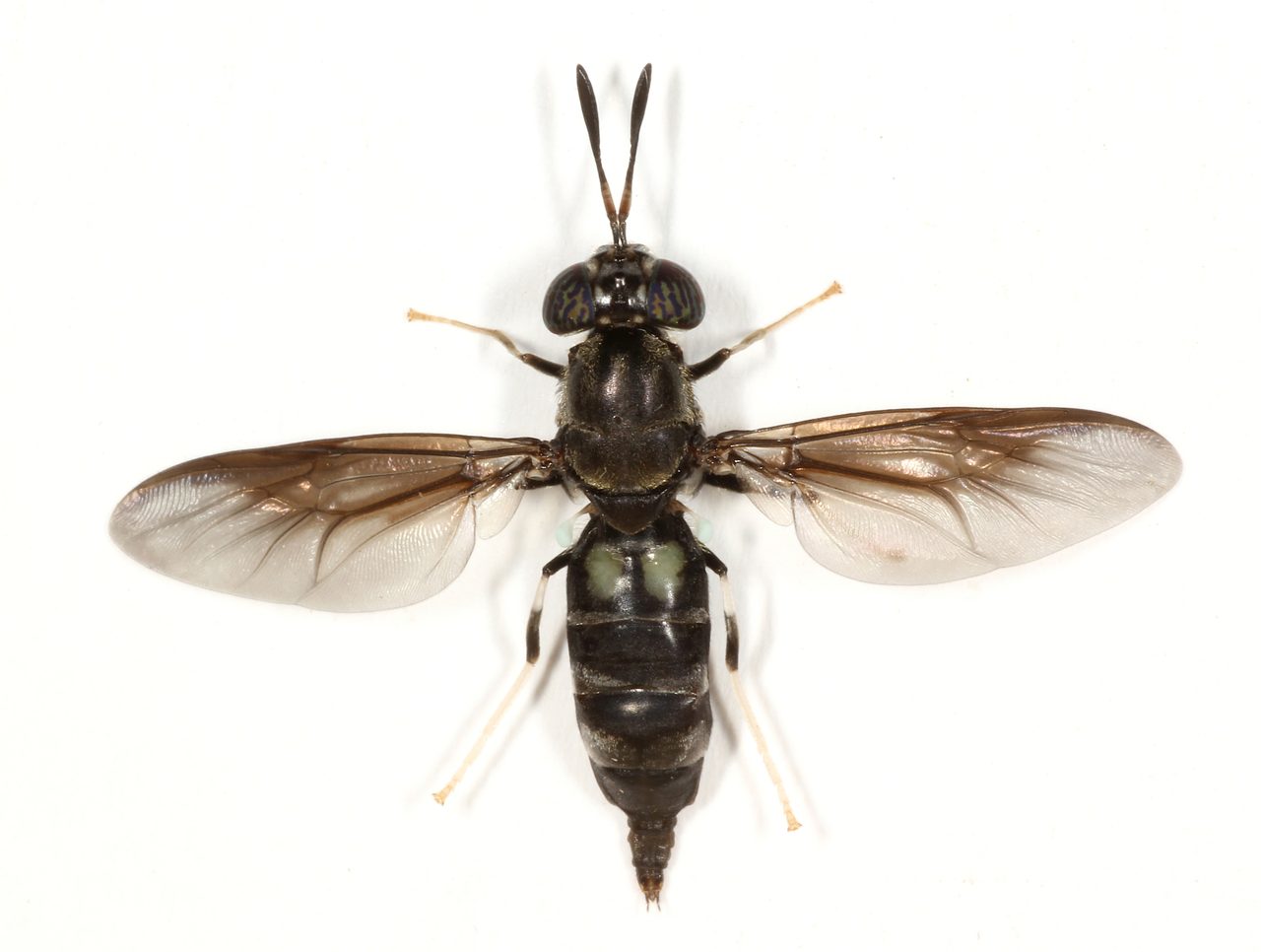 Pollinator, Insect, Arthropod