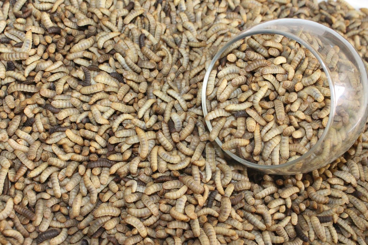 Staple food, Animal feed, Plant, Ingredient, Seed, Cuisine