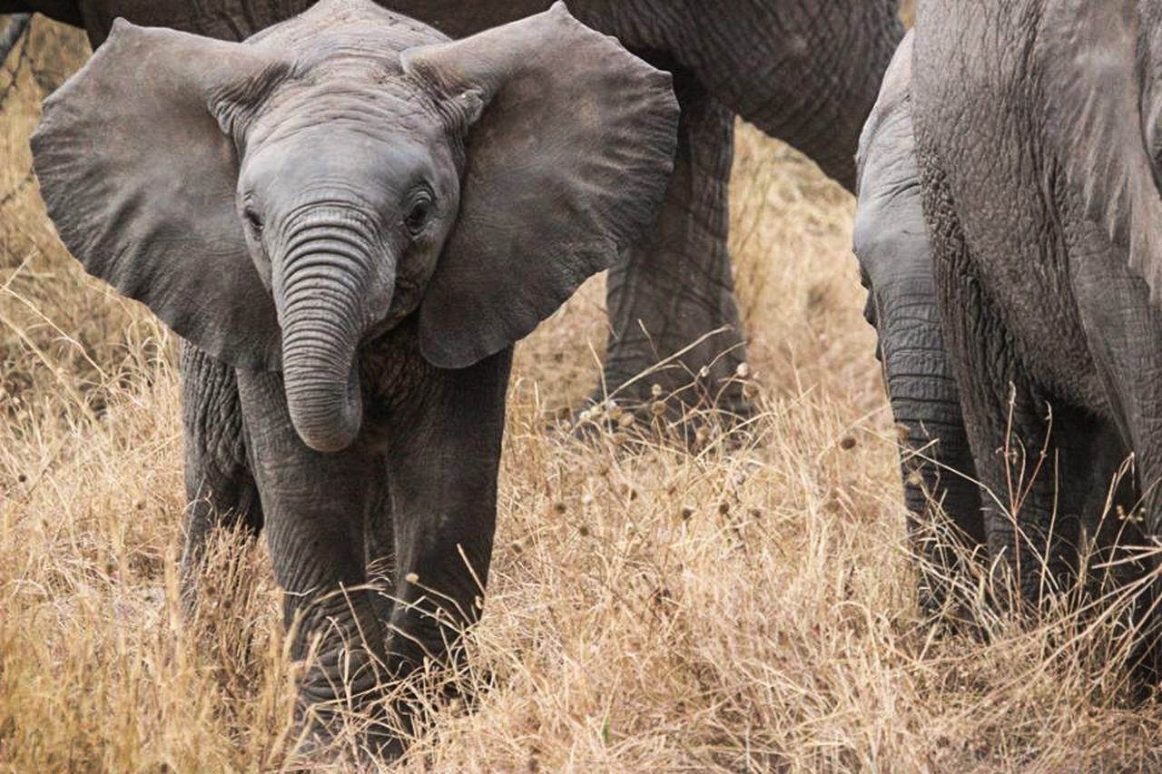 elephants, safari, africa