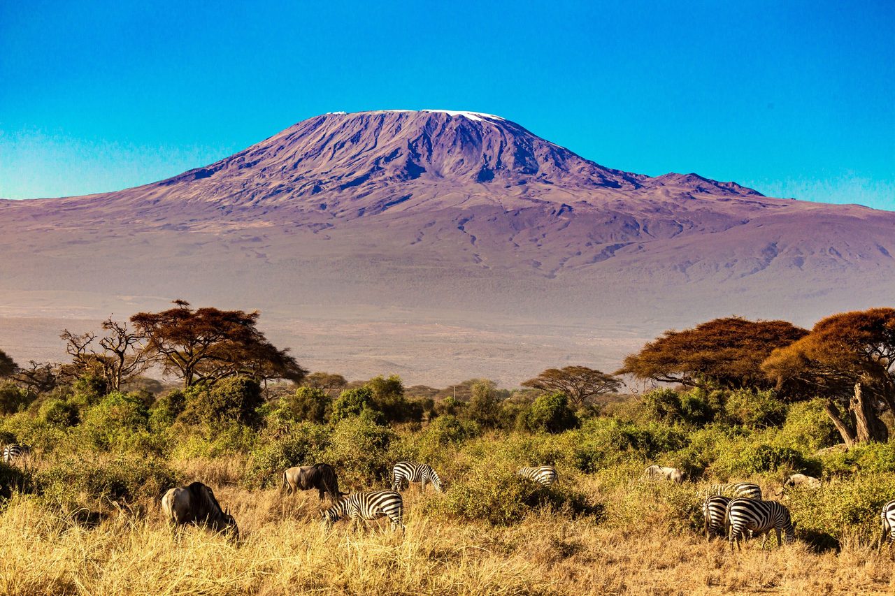 Kilimanjaro no clouds in african Winter from Amboseli national park &#x2013; Kenia with zebras and giraffes