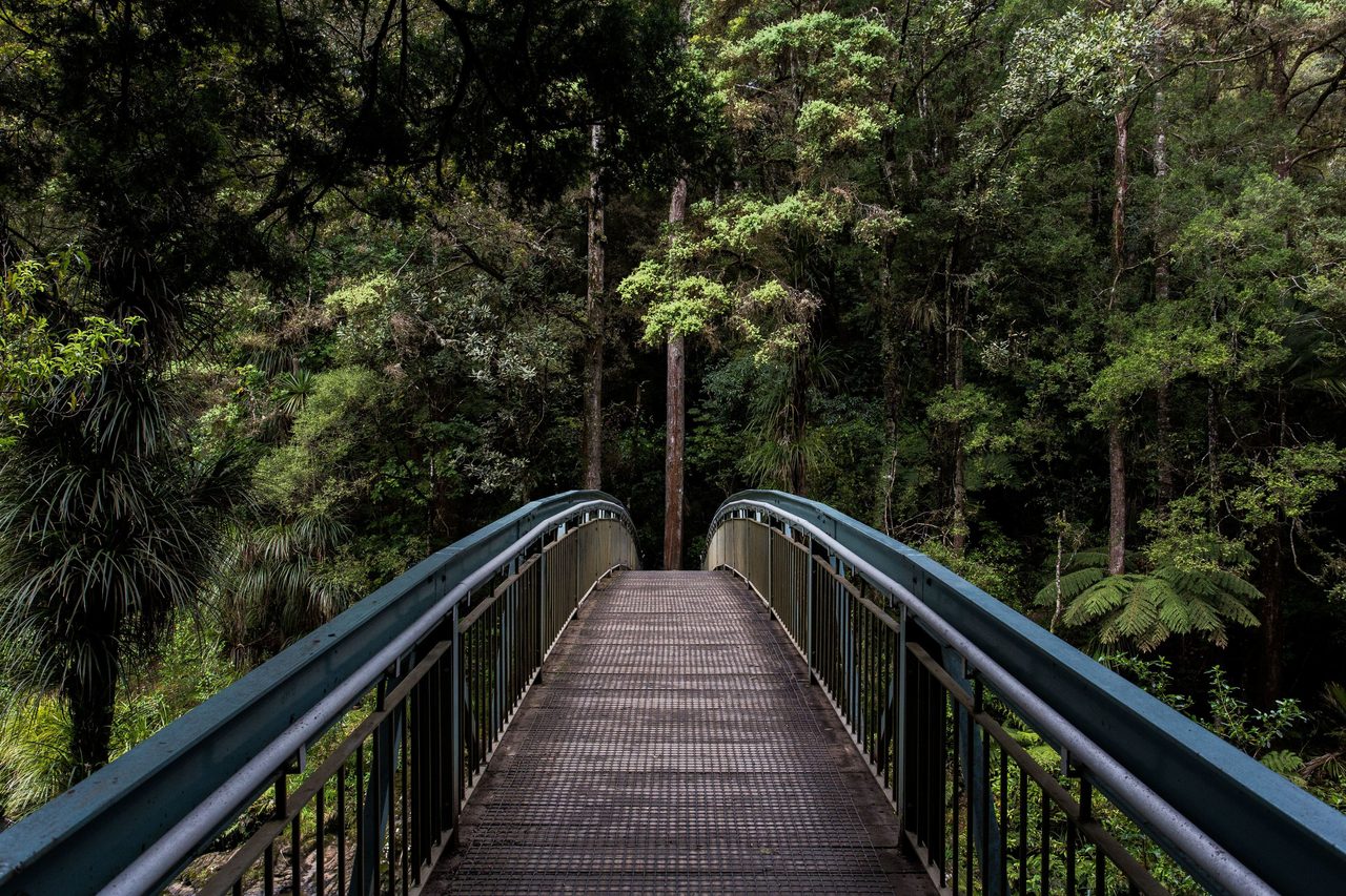 Natural environment, Canopy walkway, Terrestrial plant, Wood, Fence, Tree, Thoroughfare