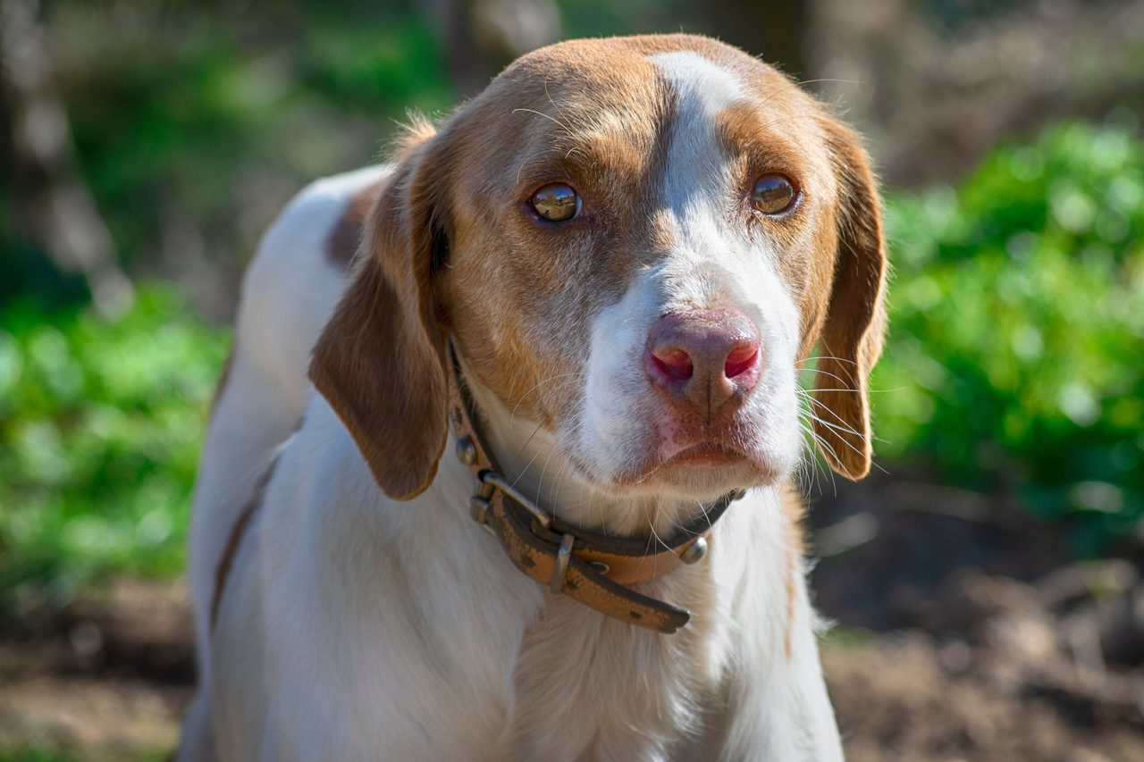 Brown and white dog with collar looks at camera, green background.