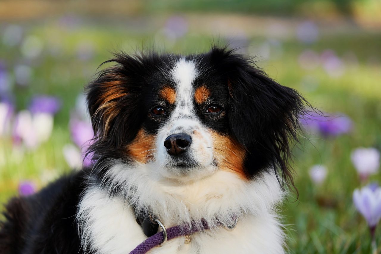 Tricolor dog with a purple leash sitting in a field of green grass and purple flowers.