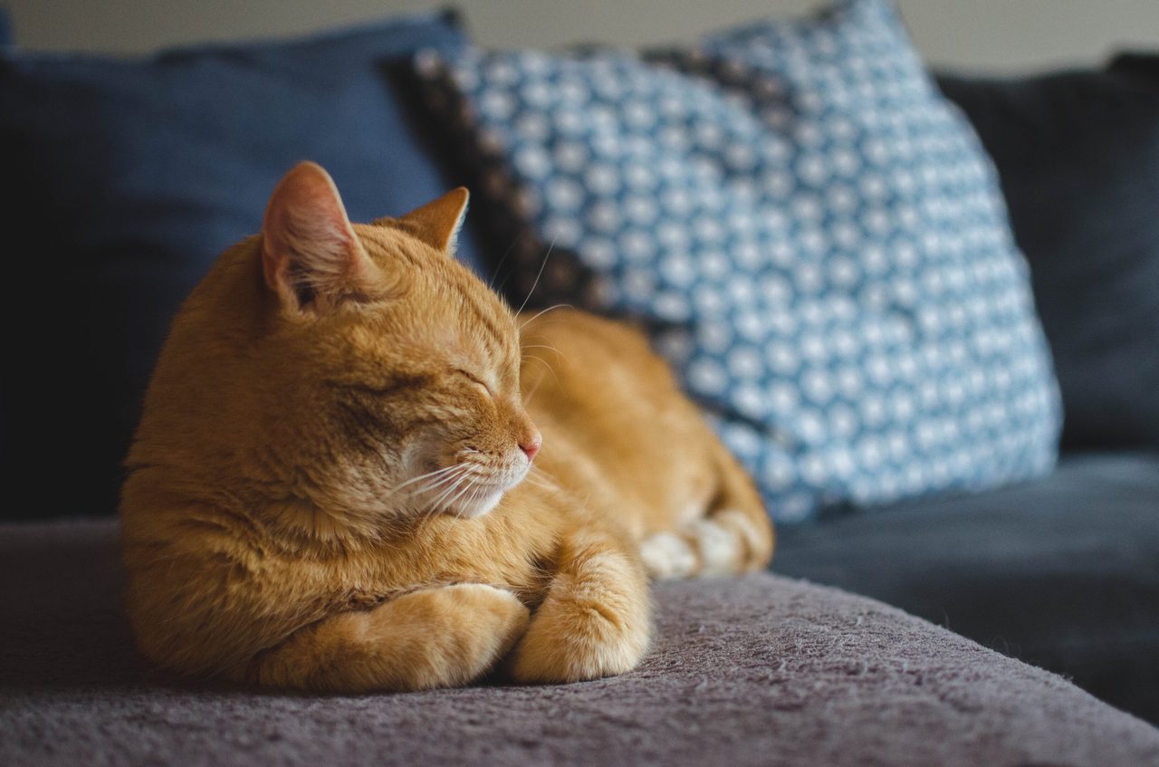 An orange tabby cat resting peacefully with eyes closed on a gray couch, with blurred pillows in the background.