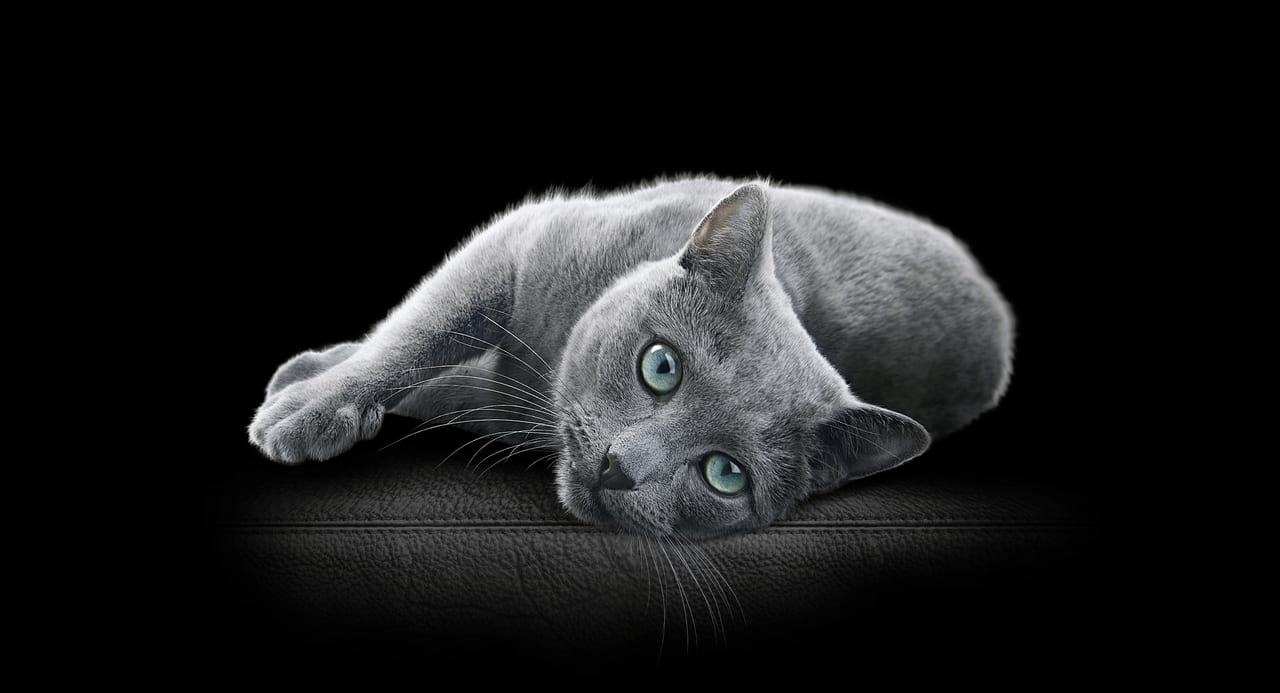 grey cat on black sofa
