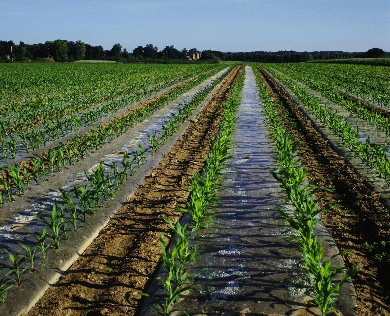 Agriculture, Field, Plantation, Crop, Farm