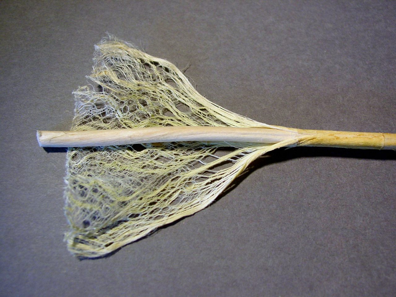 Hemp stalk showing separation of fiber from hurd.