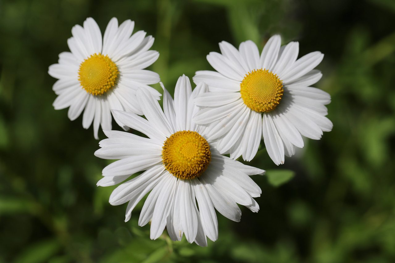 daisies, white flowers, flower background