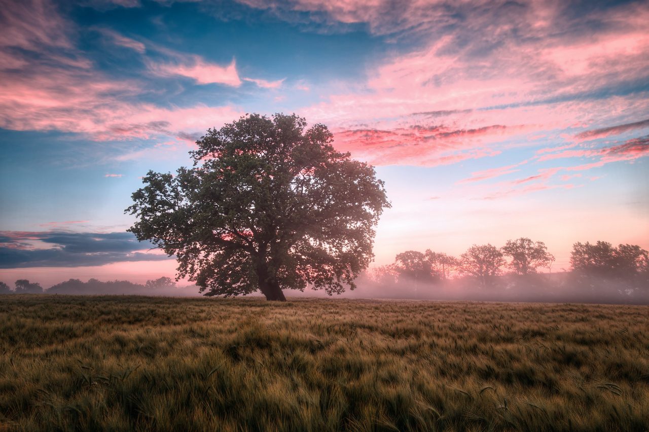 Natural landscape, Cloud, Sky, Atmosphere, Daytime, Plant, Afterglow, Branch, Dusk, Tree