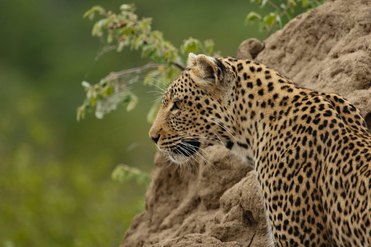 African leopard, Big cats, Terrestrial animal, Carnivore, Jaguar, Felidae, Fawn, Whiskers