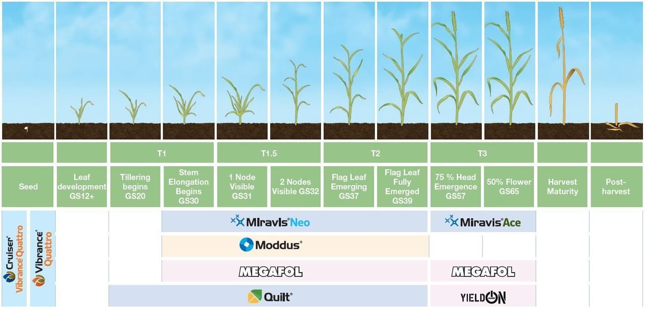Agriculture, Field, Plantation, Crop