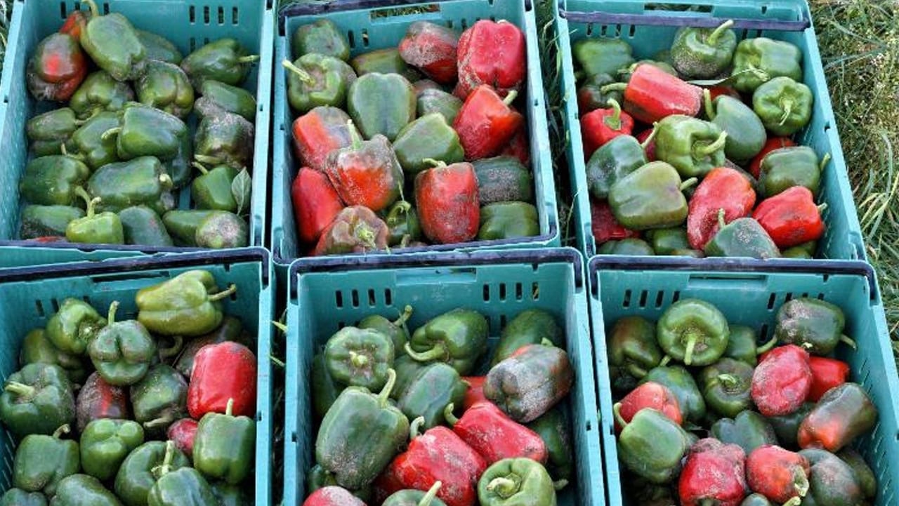Green bell pepper, Natural foods, Food group, Ingredient, Plant, Fruit, Organism