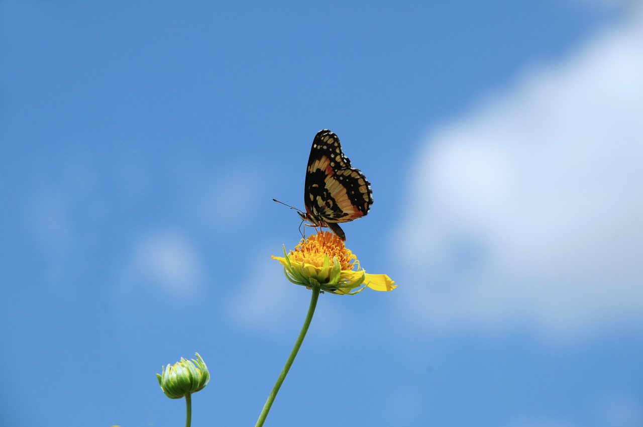 A vibrant butterfly with black and orange wings perches on a yellow flower against a bright blue sky.