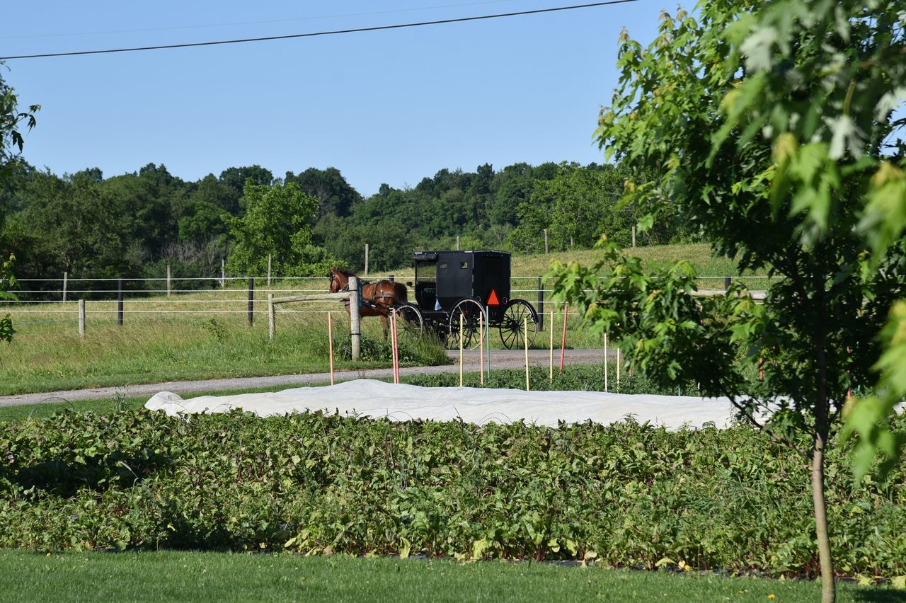 Working animal, Natural landscape, Plant, Sky, Tree, Shade, Grass