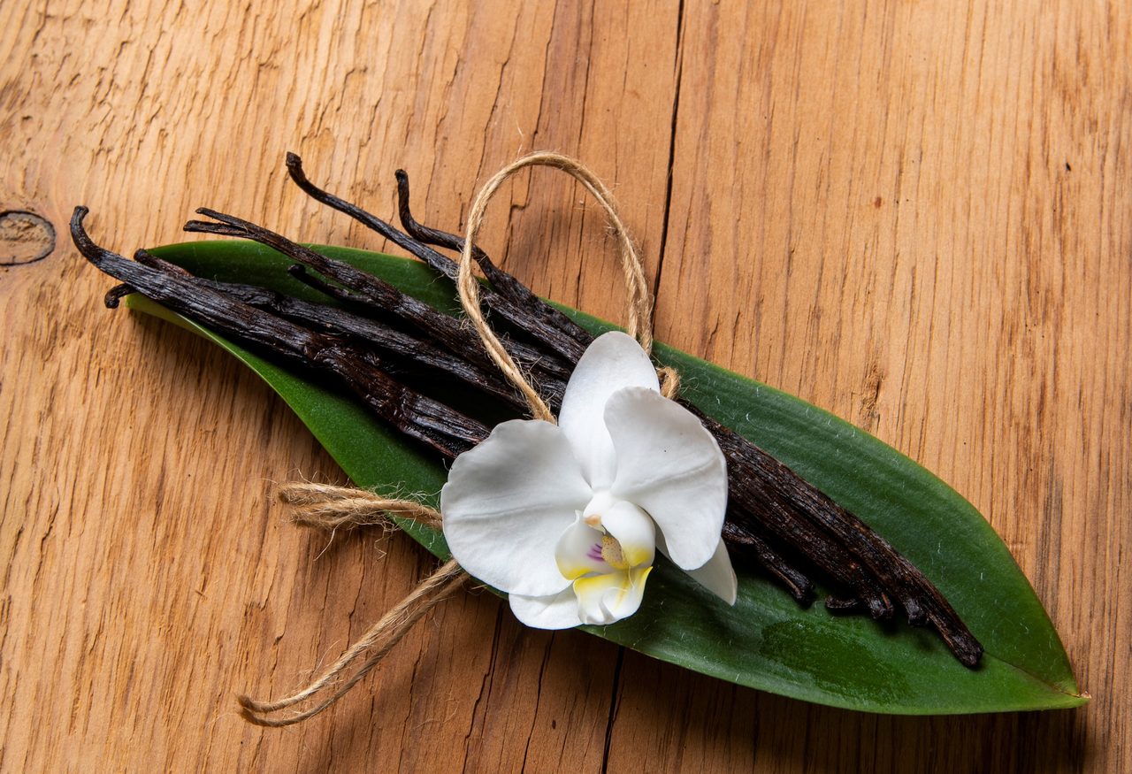 Terrestrial plant, Flower, Petal, Wood