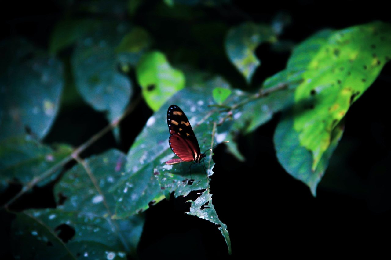 Moths and butterflies, Terrestrial plant, Pollinator, Insect, Arthropod, Butterfly, Leaf