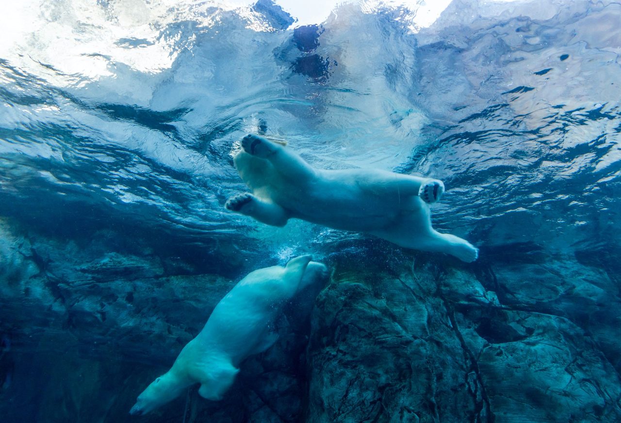 White polar bear swimming at the Winnipeg Zoo.