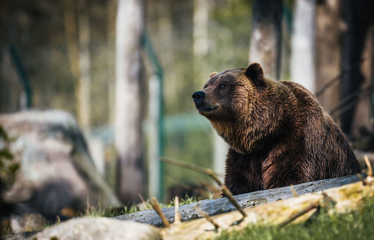 Kodiak bear, Plant, Carnivore, Wood, Trunk